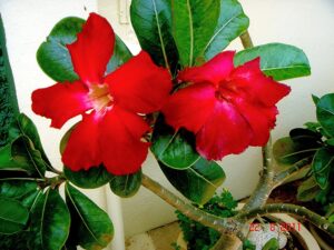 Como cuidar de Rosas do Deserto - 2