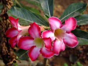 Como cuidar de Rosas do Deserto 3