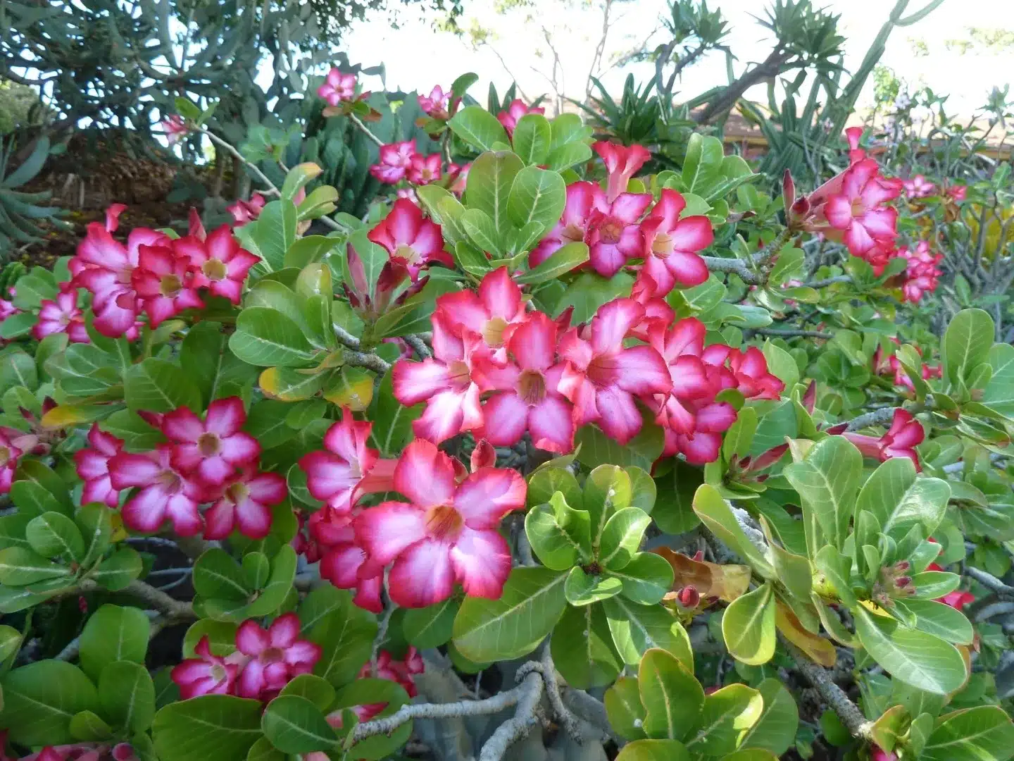 Como cuidar de Rosas do Deserto