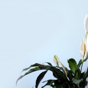 Como cultivar e cuidar da Planta Lírio-da-Paz
