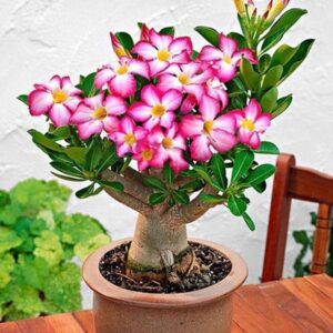 ambiente ideal para rosas do deserto