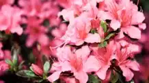 5 Plantas que Gostam de Sombra