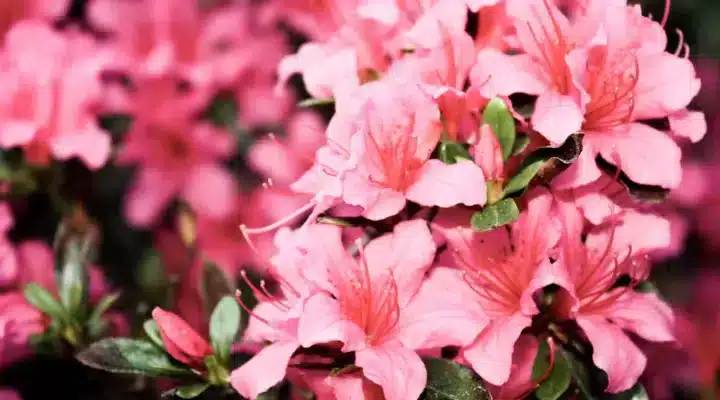 5 Plantas que Gostam de Sombra