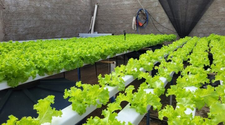 Dicas de Hidroponia no Cultivo de Alface