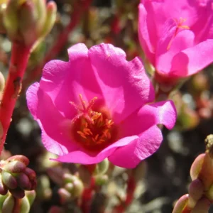 5 Dicas Essenciais para Manter suas Plantas Onze Horas Saudáveis no Verão