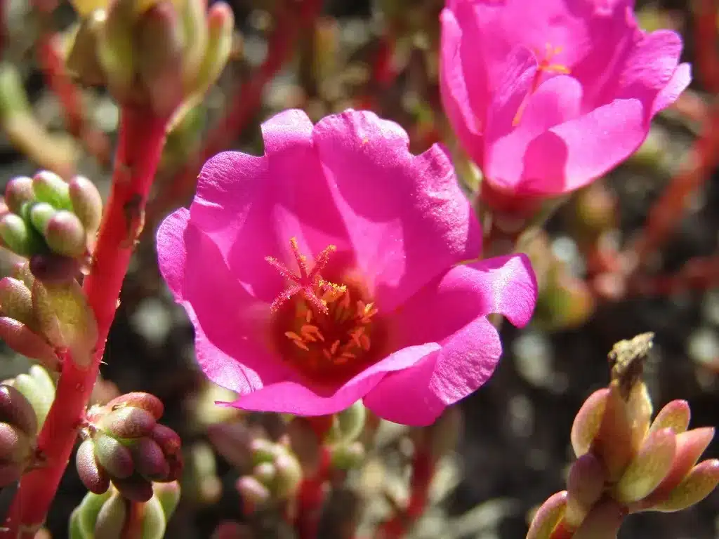 5 Dicas Essenciais para Manter suas Plantas Onze Horas Saudáveis no Verão