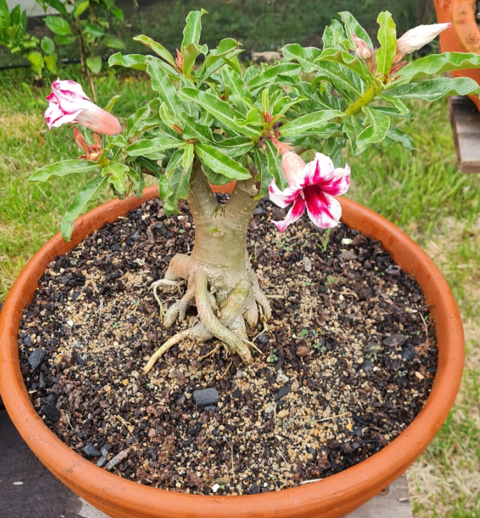 A Rosa do Deserto é Venenosa? Saiba Toda a Verdade