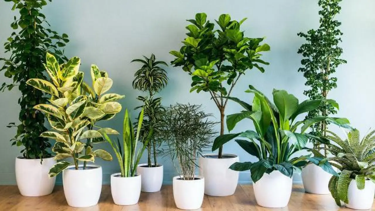 7 Espécies de Plantas para Ambientes Fechados