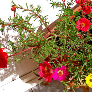 Como fazer planta Onze horas florir