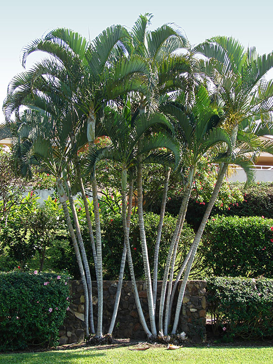 Palmeira-diamante (Dypsis lutescens)