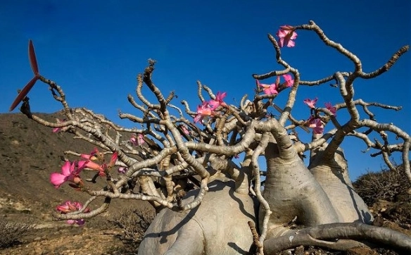 Quando colher e adubar as vagens das Rosas do Deserto