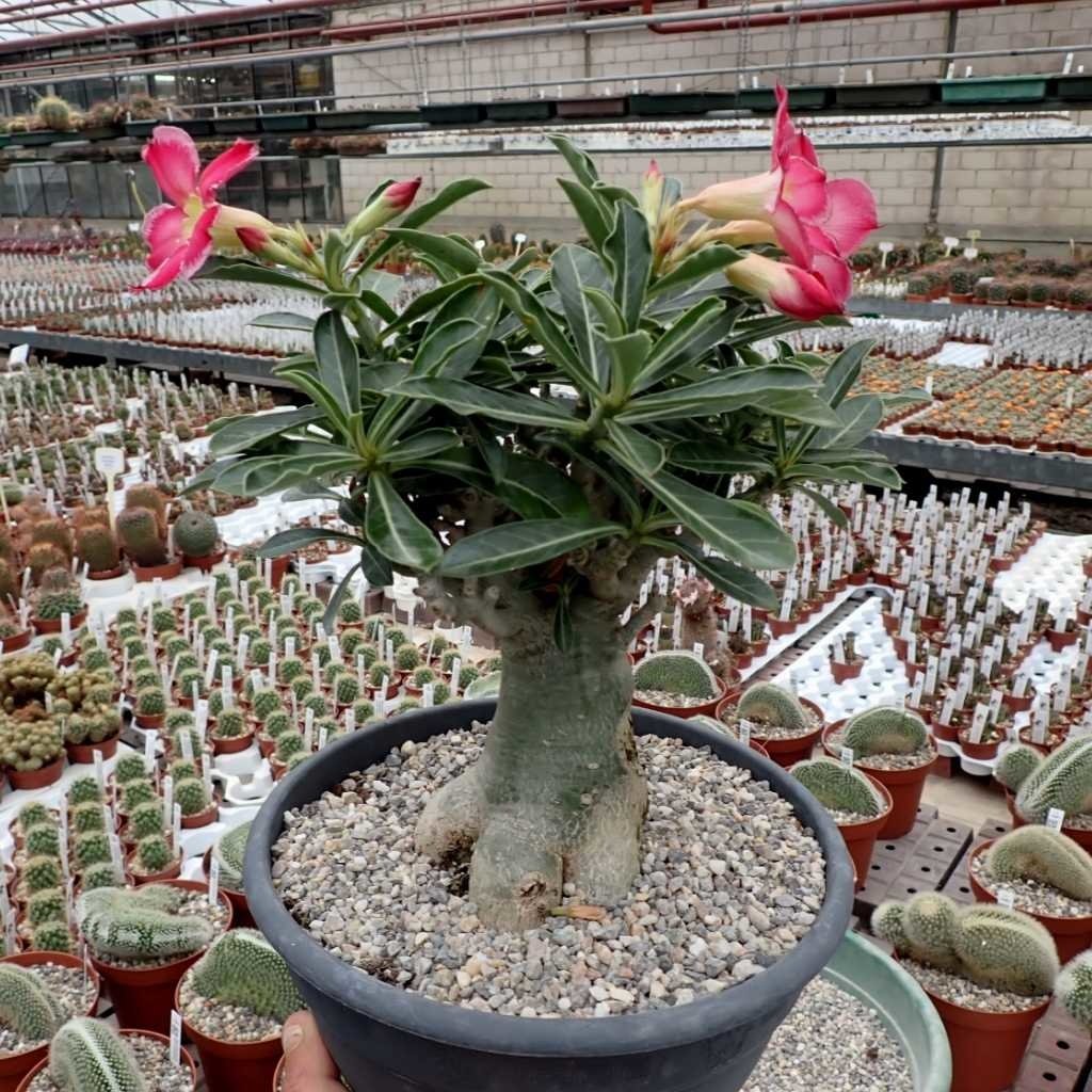 Super fosfalto simples para Rosas do Deserto