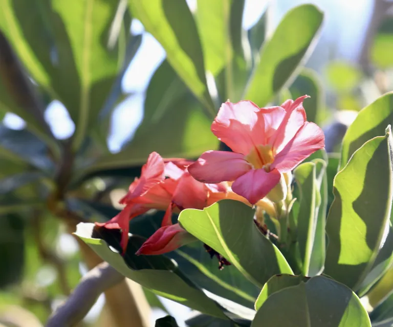 A Importância da Luz na Produção de Flores em Rosas do Deserto