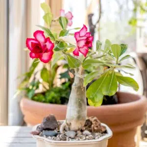 A Importância do Cálcio e Magnésio para Rosas do Deserto