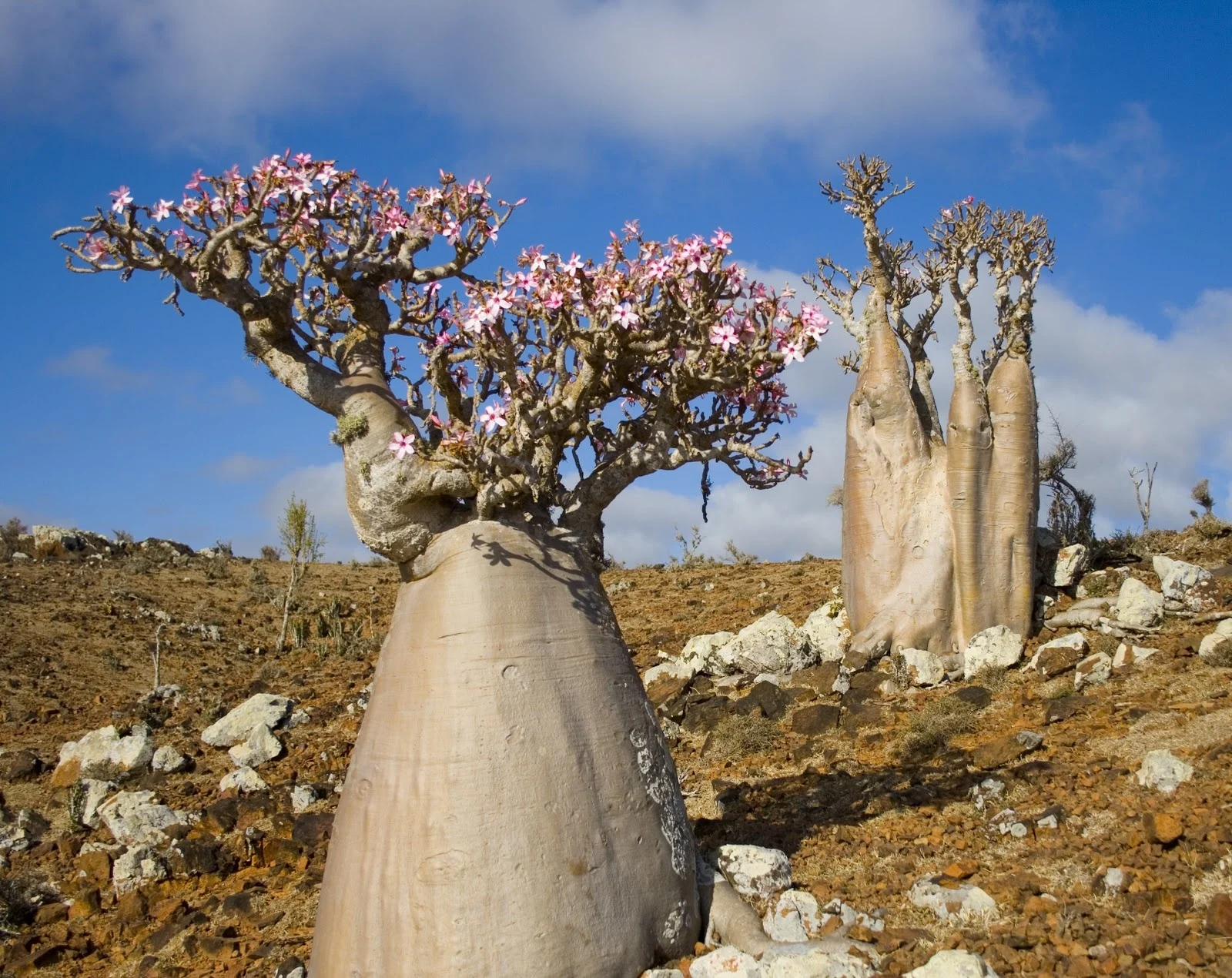 Adenium obesum