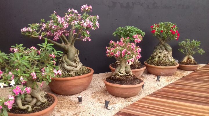 Benefícios Ambientais do Uso de Rosas do Deserto no Paisagismo Urbano