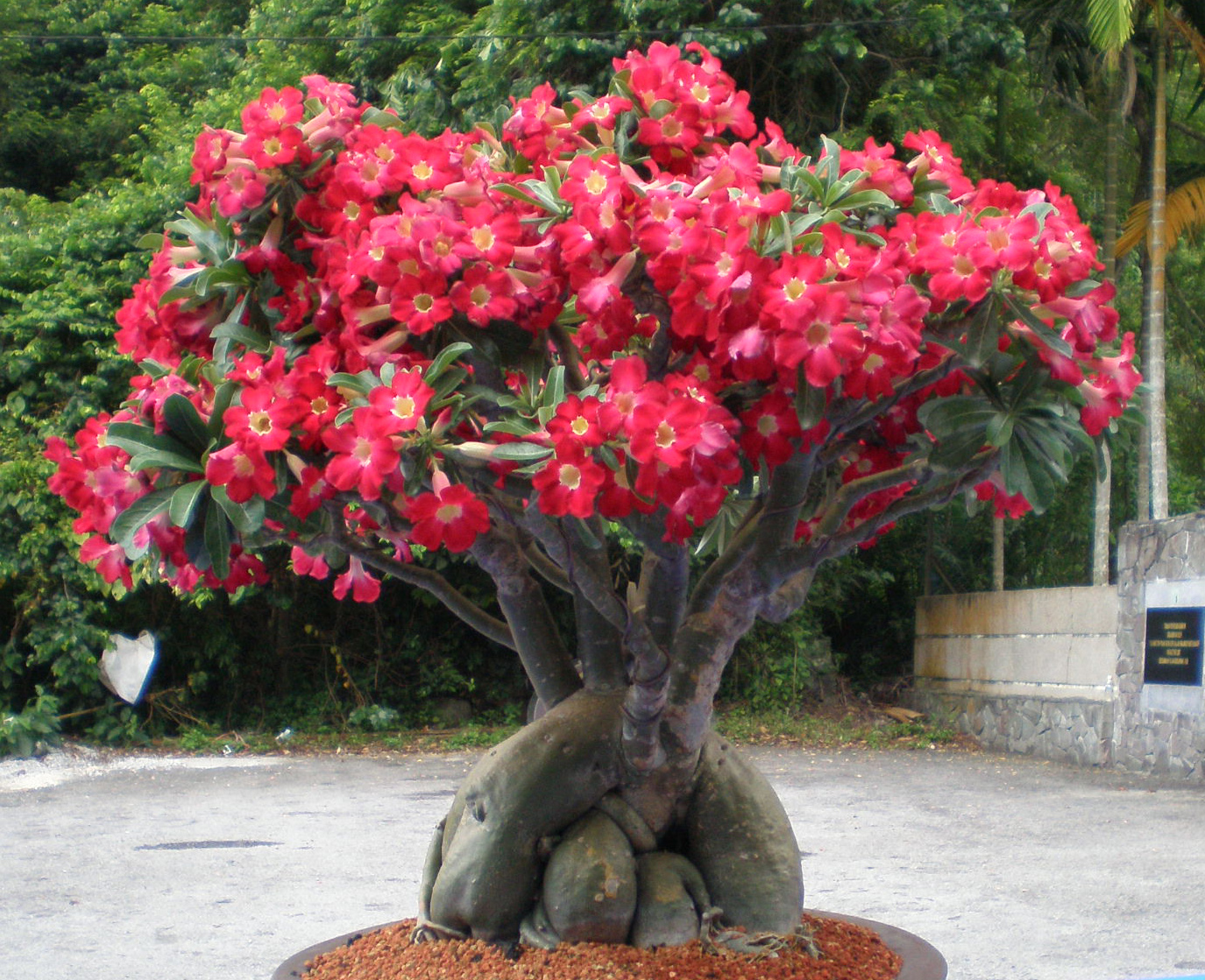 Classificação Botânica das Rosas do Deserto