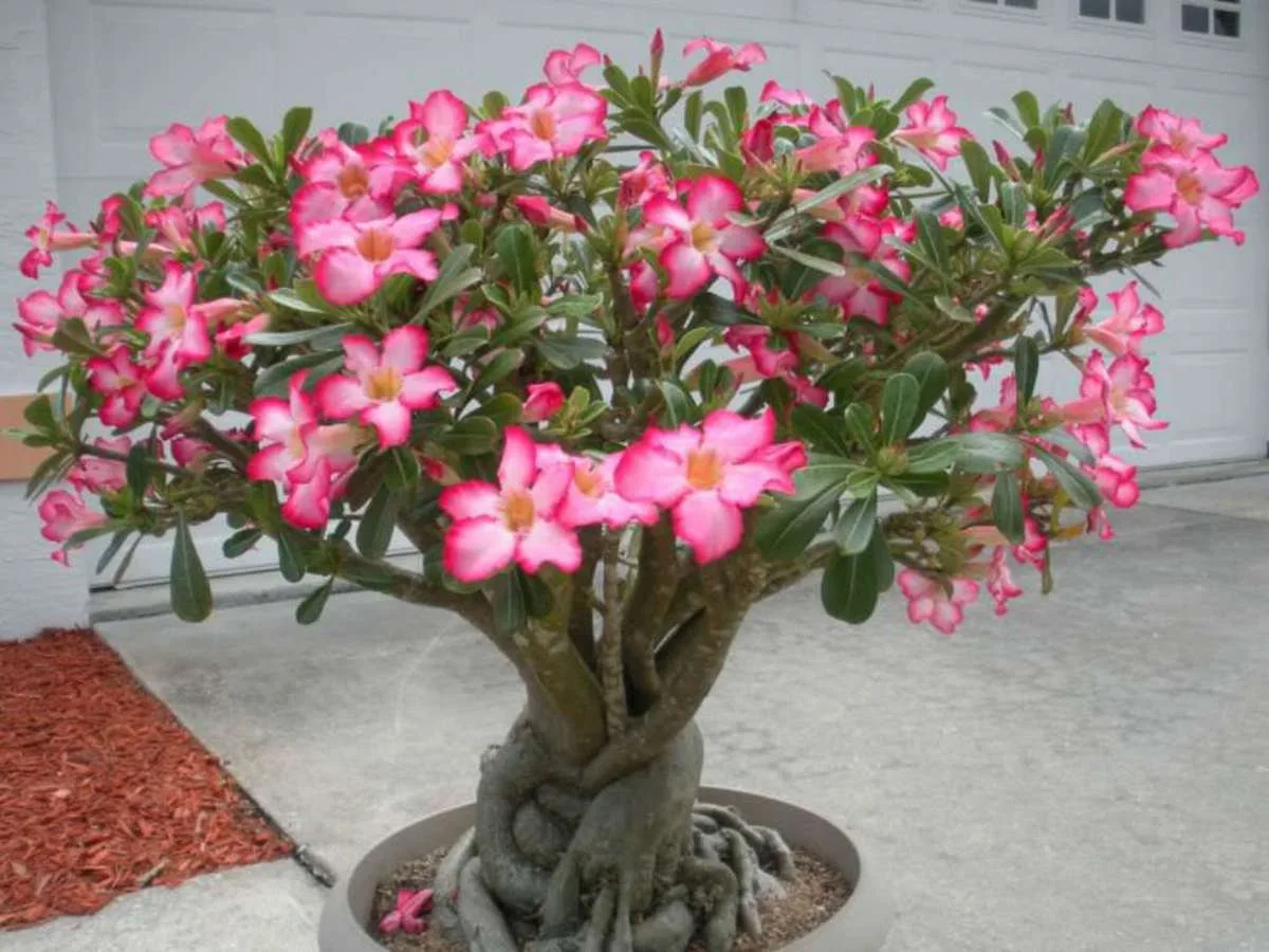 Como Prolongar o Florescimento das Rosas do Deserto