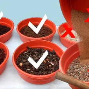 Como o pH do Solo Afeta a Nutrição das suas Rosas do Deserto