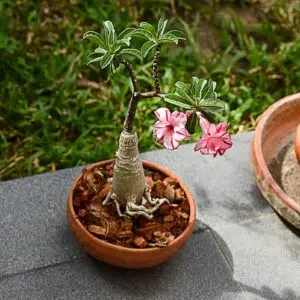 Cuidados Sazonais para Rosas do Deserto: Prepare suas Plantas para Cada Estação