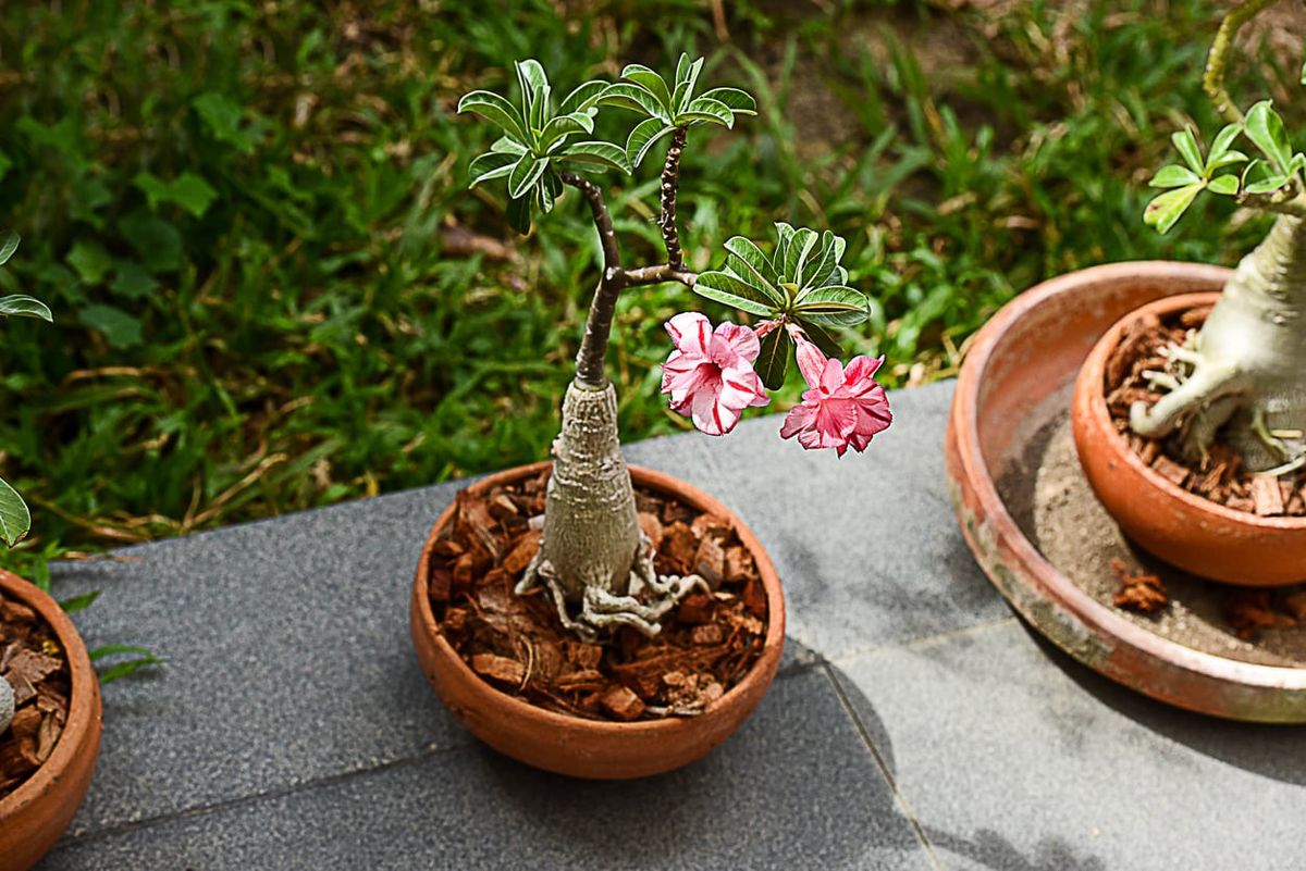 Cuidados Sazonais para Rosas do Deserto