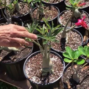 Efeitos do Excesso de Água nas Raízes das Rosas do Deserto