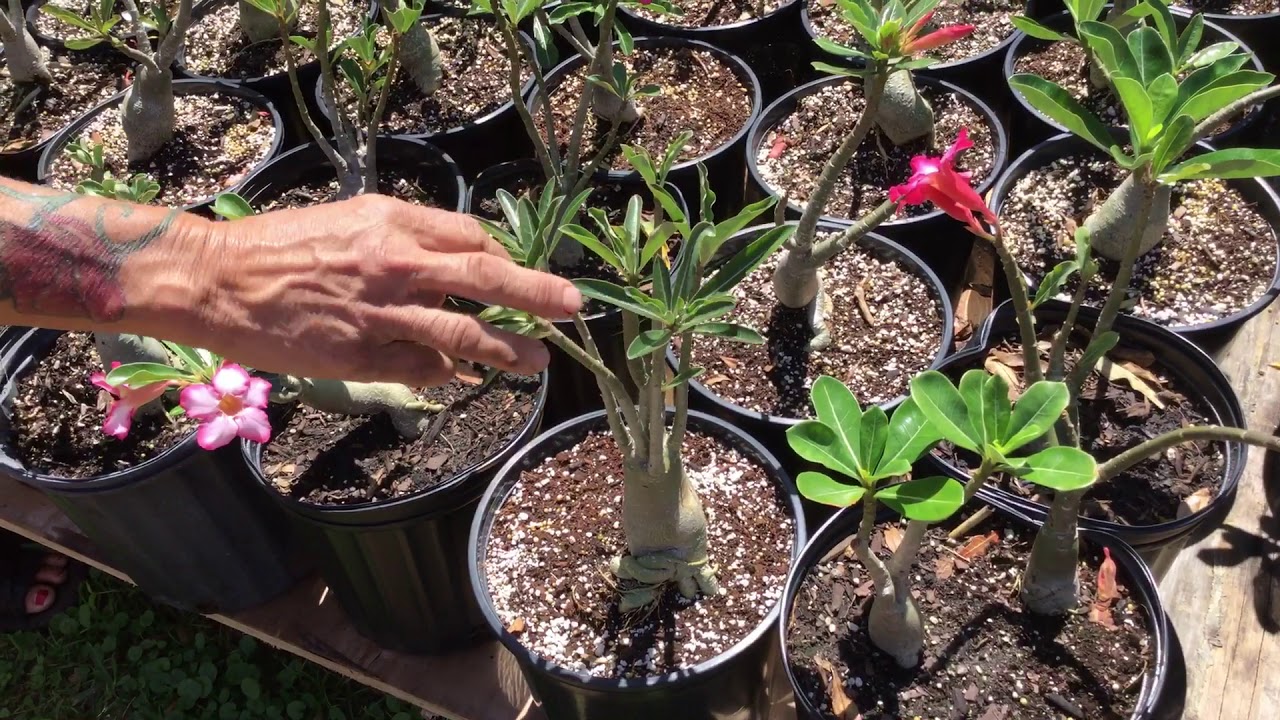 Efeitos do Excesso de Água nas Raízes das Rosas do Deserto