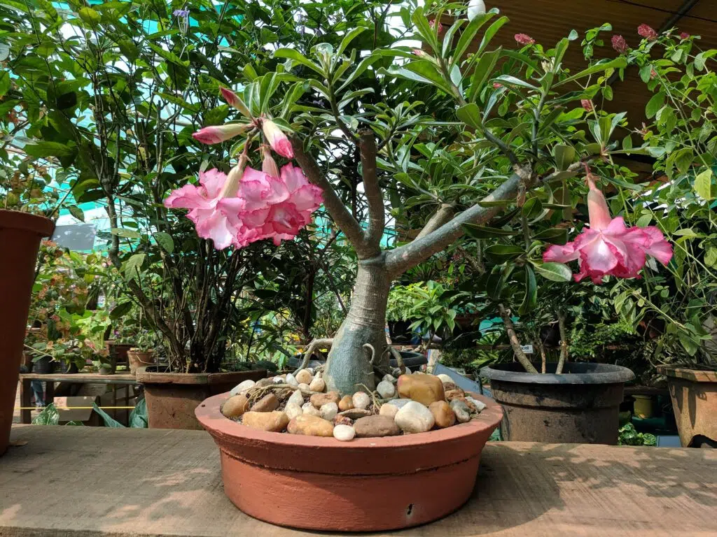 Rosa do Deserto: Evolução e Domesticação ao Longo dos Séculos