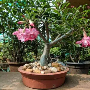 Rosa do Deserto: Evolução e Domesticação ao Longo dos Séculos