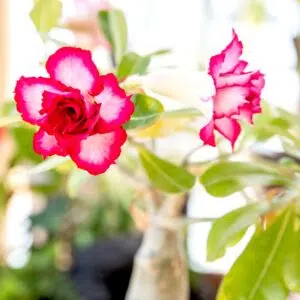Exposição Solar Ideal para Rosas do Deserto