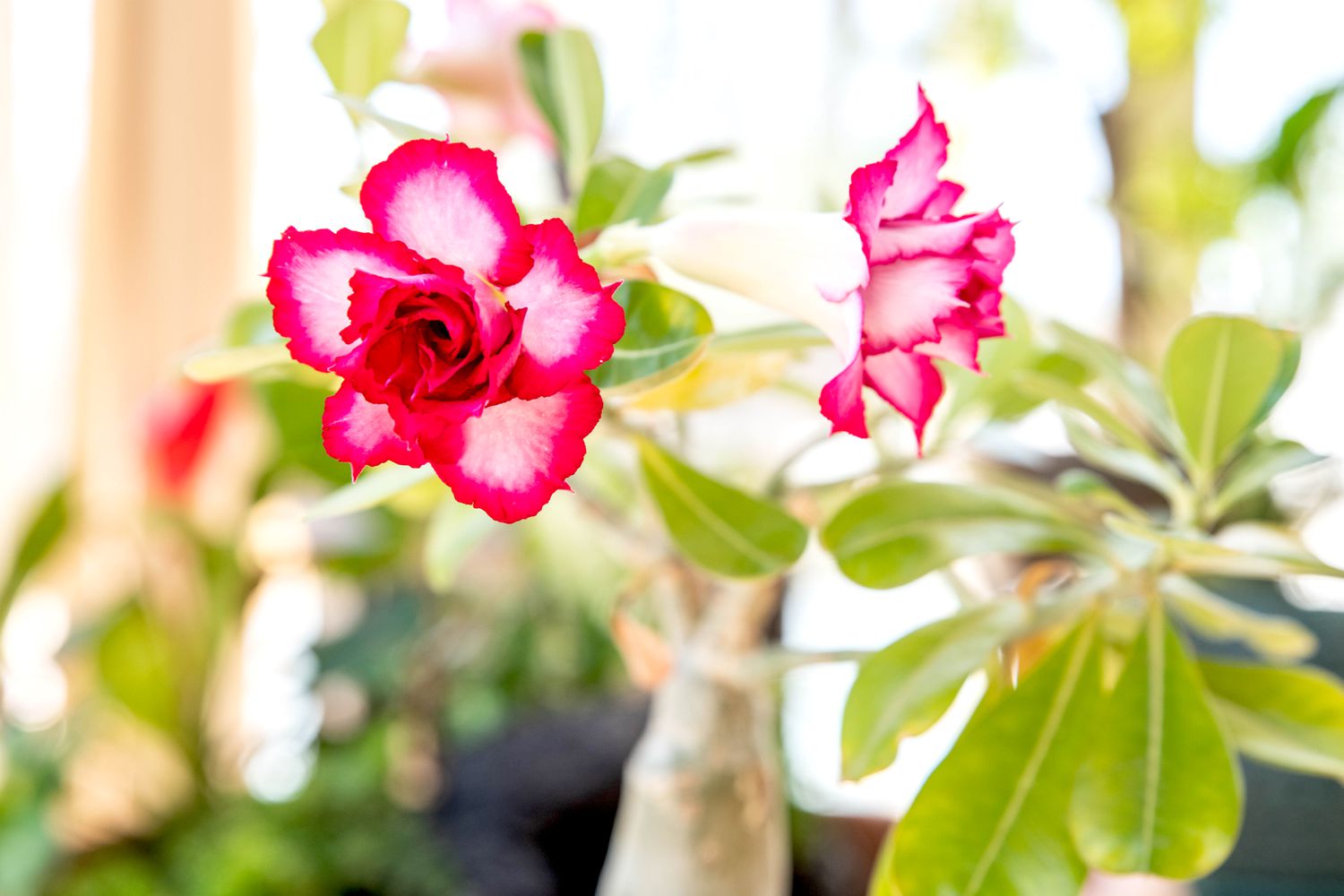 Exposição Solar Ideal para Rosas do Deserto