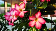 Impacto da Temperatura no Crescimento da Rosa do Deserto: O Que Você Precisa Saber