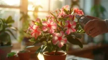 Luz Direta ou Indireta: Qual é a Melhor para Rosas do Deserto?