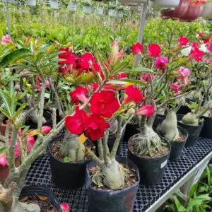 Macro e Micronutrientes Essenciais para Rosas do Deserto