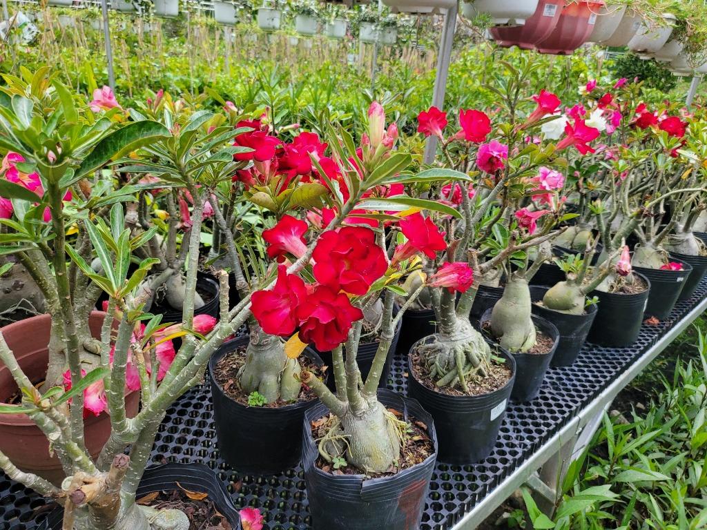 Macro e Micronutrientes Essenciais para Rosas do Deserto