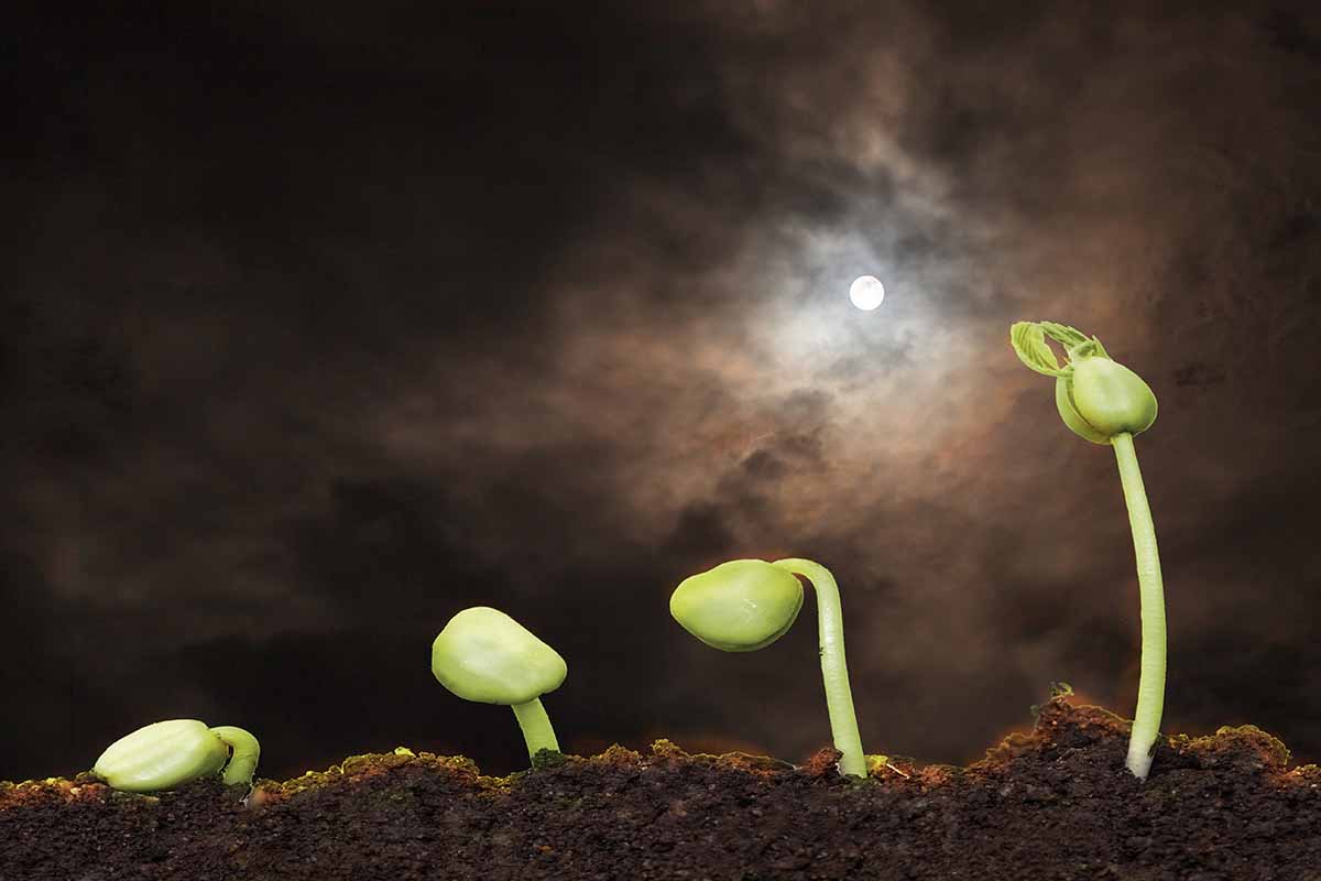 Melhor Lua para Germinação de Rosa do Deserto