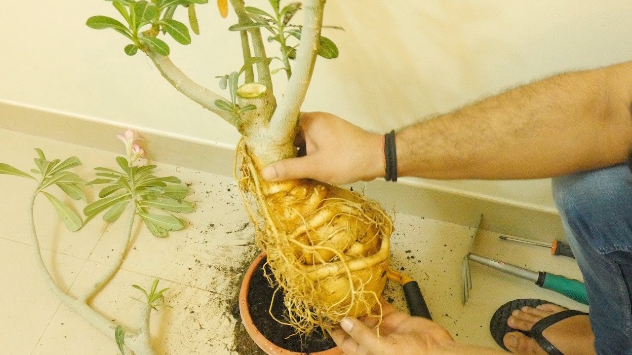 Melhor lua para levantamento do caudex da rosa do deserto