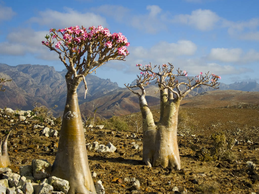 Origem Geográfica da Rosa do Deserto