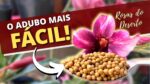 Os melhores Osmocote para Rosa do Deserto