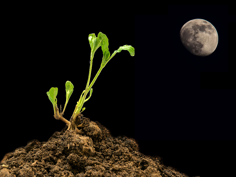 Descubra qual é a melhor lua para replantar a Rosa do Deserto e garanta um crescimento saudável e vigoroso para suas plantas.