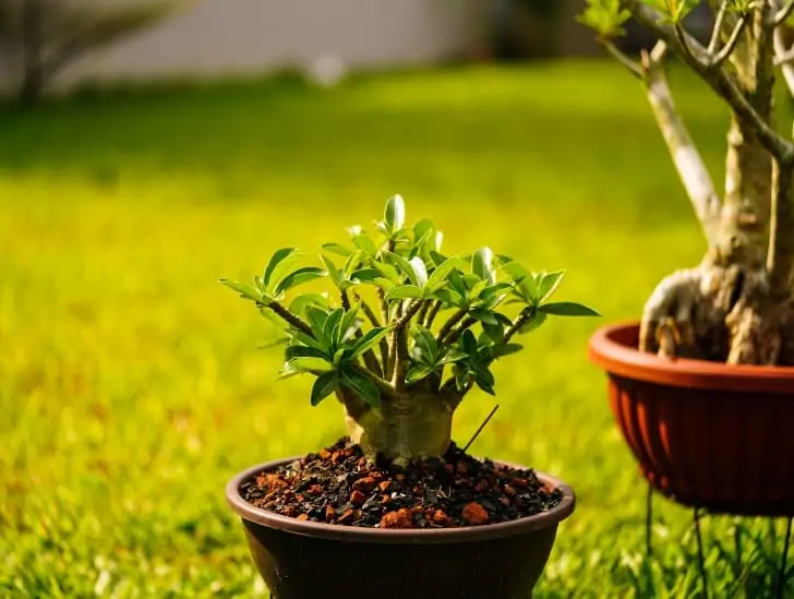 Rega por Gotejamento em Rosas do Deserto