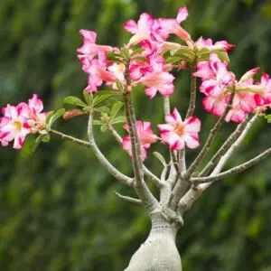 Rotina de Cuidados para Rosas do Deserto
