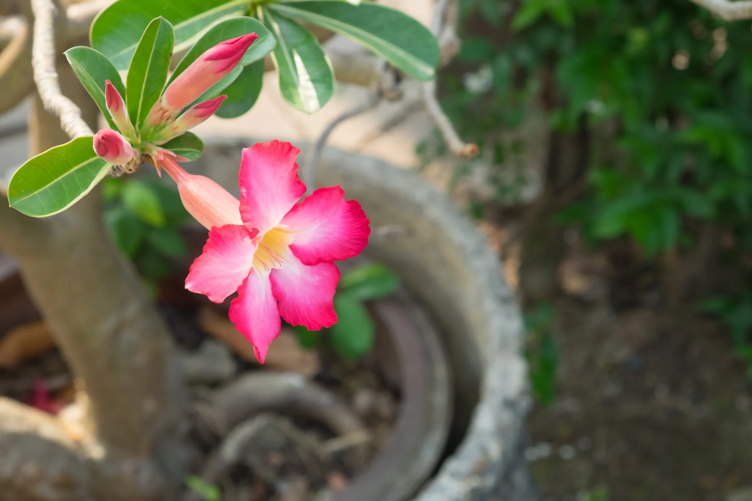 Temperatura Ideal para Rosas do Deserto