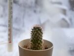 Cactus on windowsill during winter.
