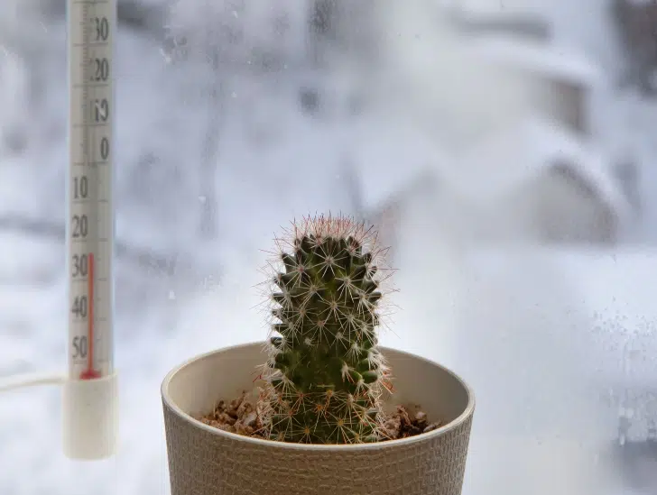 Cactus Care 101: Como proteger suas plantas contra queimaduras de inverno?