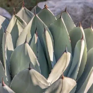 Você quer suculentas gigantes? Aqui nós dizemos como cultivá-los como um profissional!