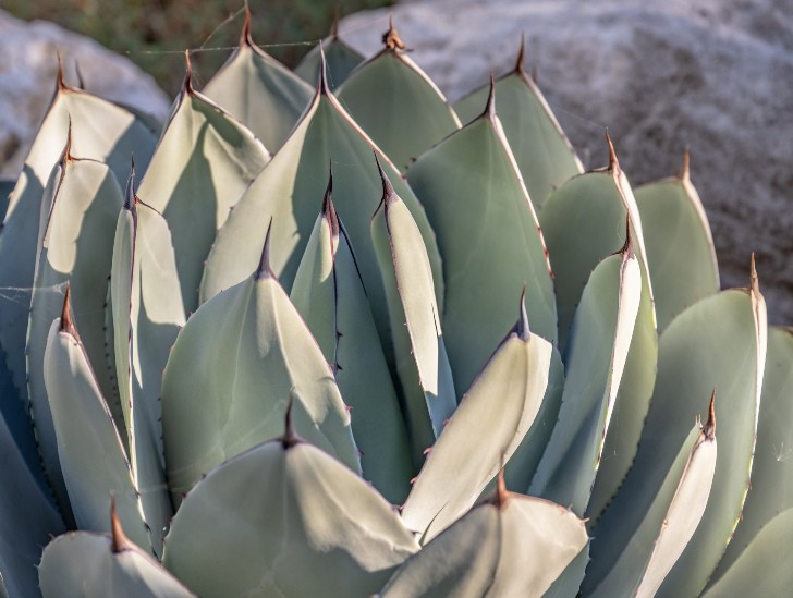 Giant succulent plant exposed to sunlight.