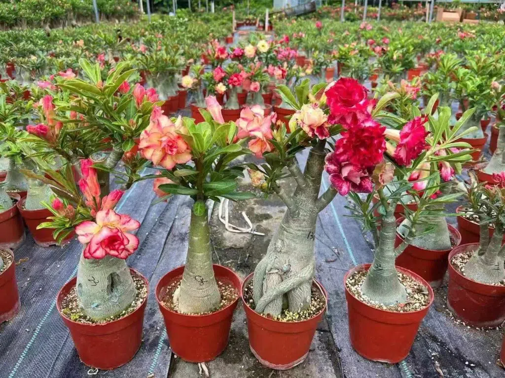 Como Fazer as Rosas do Deserto Florir Antes do Carnaval
