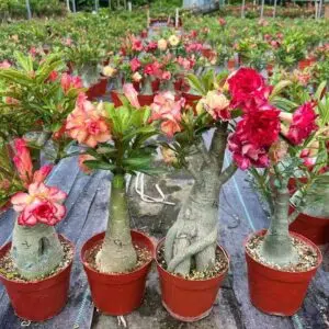 Como Fazer as Rosas do Deserto Florir Antes do Carnaval