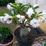 As 5 Melhores Rosas do Deserto Brancas para Cultivo